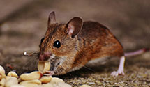 24 Hour & Emergency Exterminators in Fort Hunter Liggett, CA